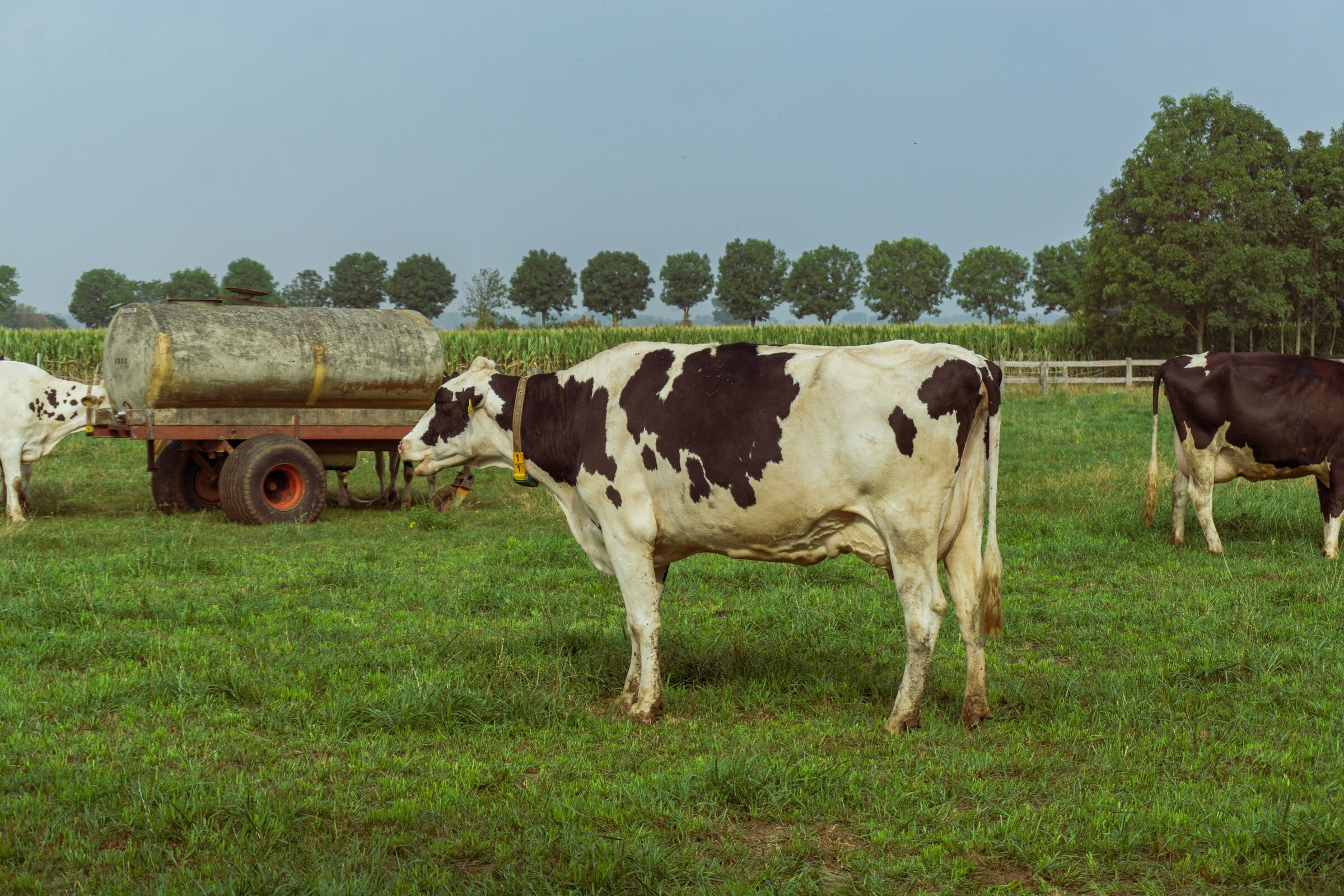 Koe in de wei met een hooiwagen