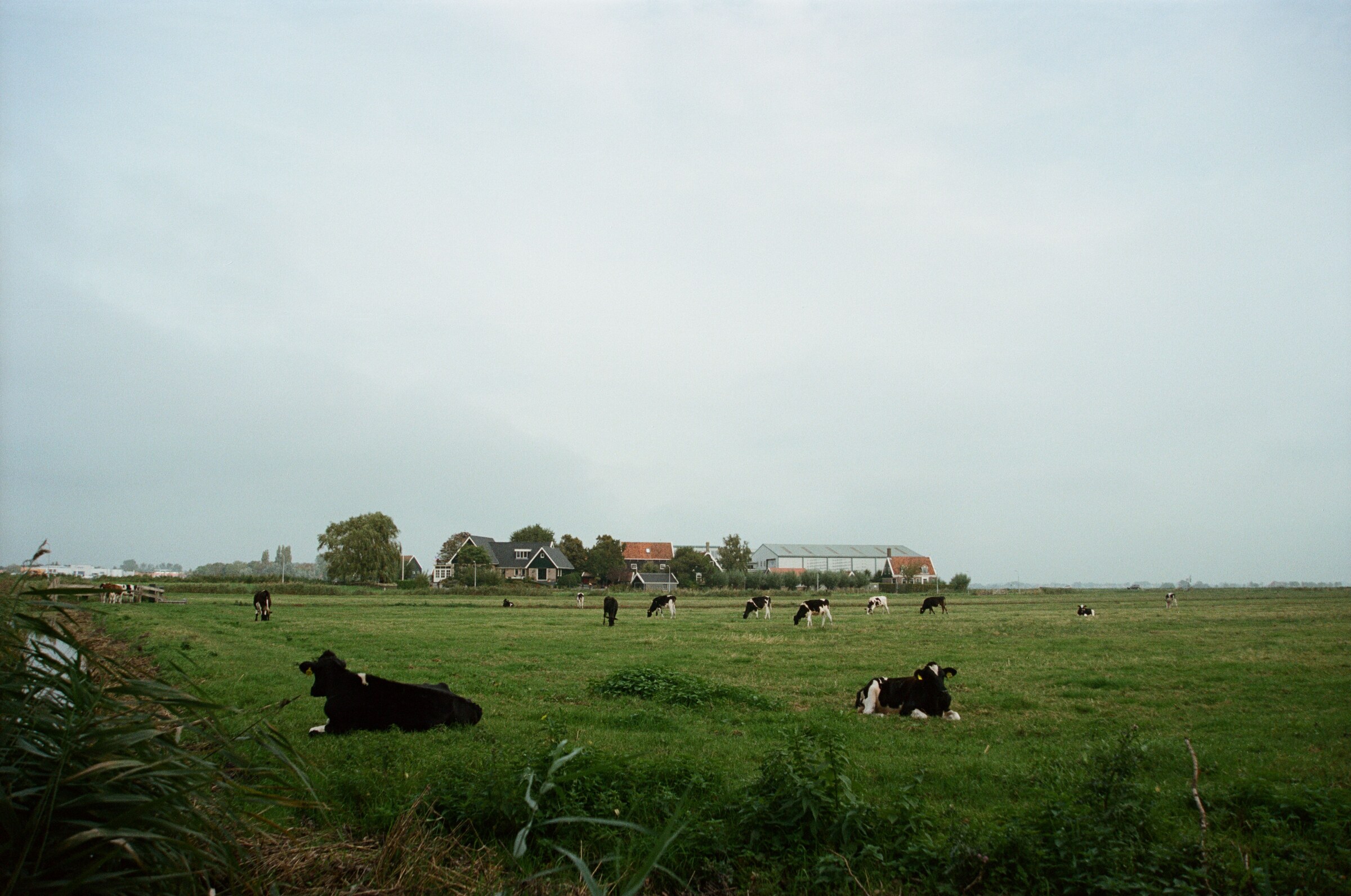 Koeien in de polder met een boerderij aan de horizon