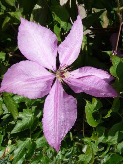 Close-up opname van een bloeiende clematis in onze tuin.