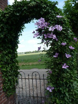 Doorkijkje naar de weilanden door de met klimop en clematis begroeide boog in onze tuin.