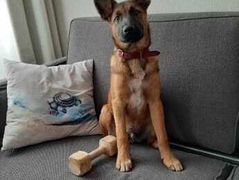 Onze dieren