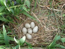 Nest met eitjes van een meerkoet, in de vliet aan de Diebracht, tegenover onze boerderij.