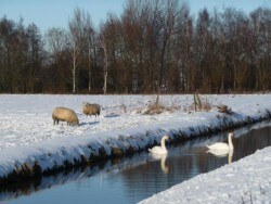 Winterplaatje aan de Diebracht, tegenover onze boerderij.